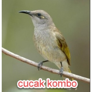 Pycnonotus eutilotus (cucak rumbai tungging), pycnonotus goiavier . Burung Cucak Rumbai Shopee Indonesia