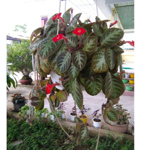 Namun kini banyak ditanam di indonesia pula. Tanaman Hias Episcia Violet Shopee Indonesia