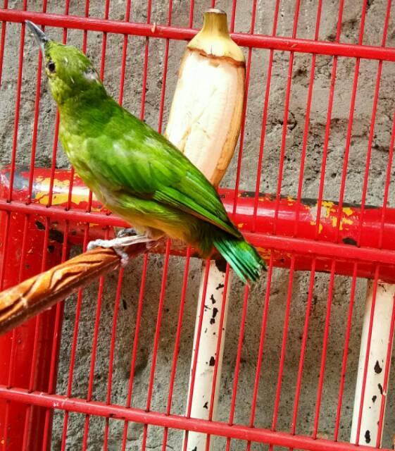 Check spelling or type a new query. Cucak Ijo Bahan Asli Jatim Trotol Dan Nopeng Shopee Indonesia