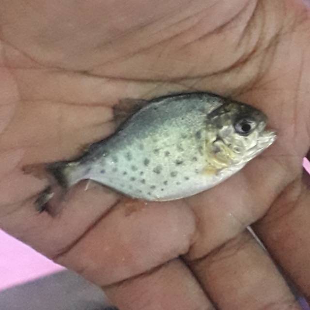 Unduh Gratis Gambar Gembira Loka Zoo Terbaru by www.lampunghits.com