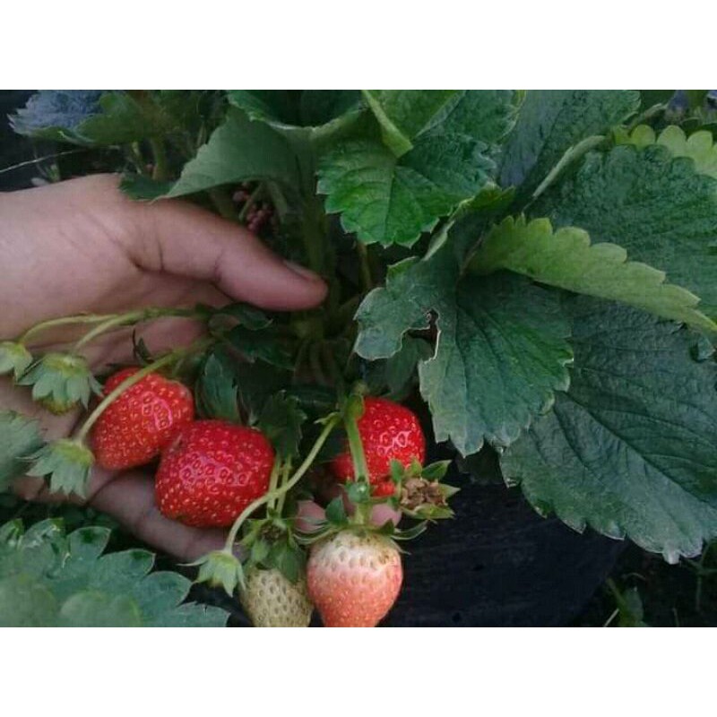 Jangan mau tunggu lama panen strawbery. Jual Strawberry Earlybrite Indonesia Shopee Indonesia
