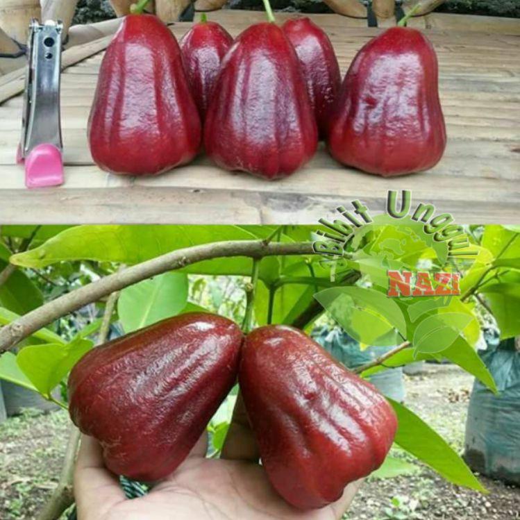 Insyaalloh pada kesempatan kali ini kita akan membahas jambu air kesuma merah (km) yang masih terbilang baru dan masih banyak yang belum mengetahuinya . Model Baru Bibit Jambu Air Kusuma Merah Super Unggul Shopee Indonesia