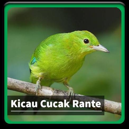 Cucak ijo mini betina kicauan asli. Burung Cucak Rante Dan Ijo Mini Betina Shopee Indonesia