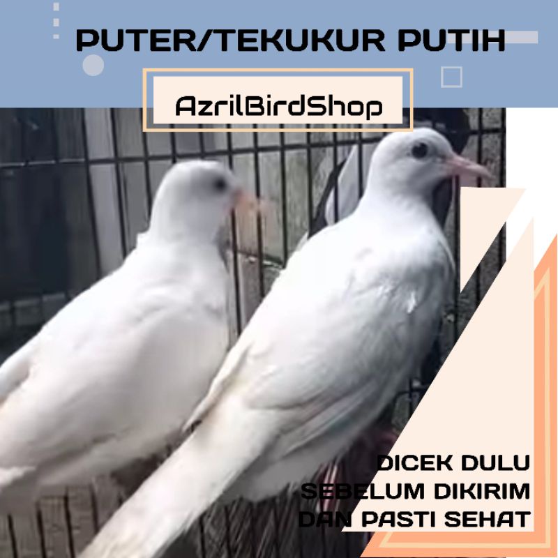 Jual Jual Beli Burung Blitar Harga Terbaik Maret 2022 | Shopee Indonesia 800_x_800_jpg