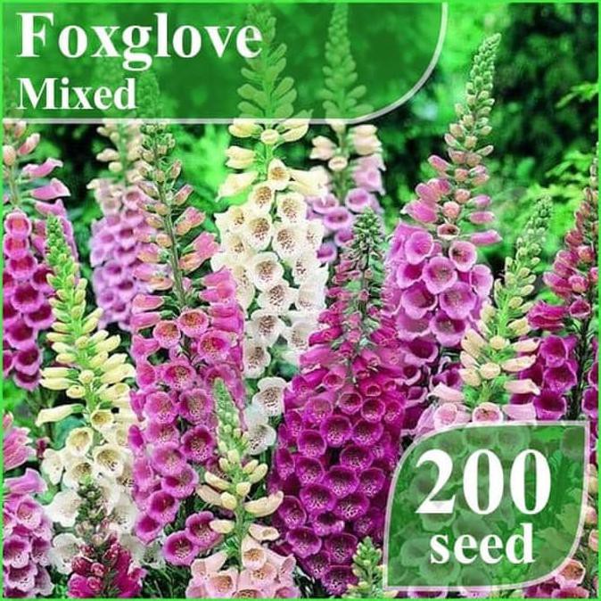Pernah dengar bunga foxglove foxglove digitalis purpurea tumbuh banyak di pedesaan . Model Terbaik Benih Bunga Foxglove Mixed Tanaman Flower Foxy Warna Warni Haira Seed Kulalitas Shopee Indonesia