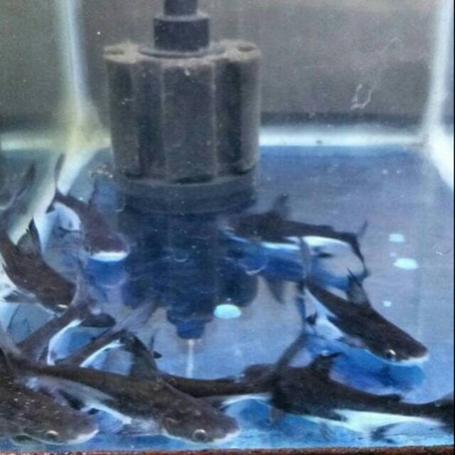 Sikumis adalah distributor sekaligus supplier yang menjual ikan hias air tawar black molly | black molly termasuk jenis ikan hias aquarium yang kalem dan . Ikan Genghiskhan Hiu Air Tawar Shopee Indonesia