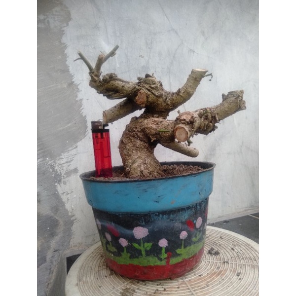 Terima pesanan dengan aman atau uang anda . Harga Bahan Bonsai Dongkelan Terbaru September 2021 Biggo Indonesia