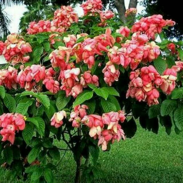 Gratis Download Gambar Indah Bunga Taman Foto Gratis Di Pixabay Terkeren oleh Lampunghits.com