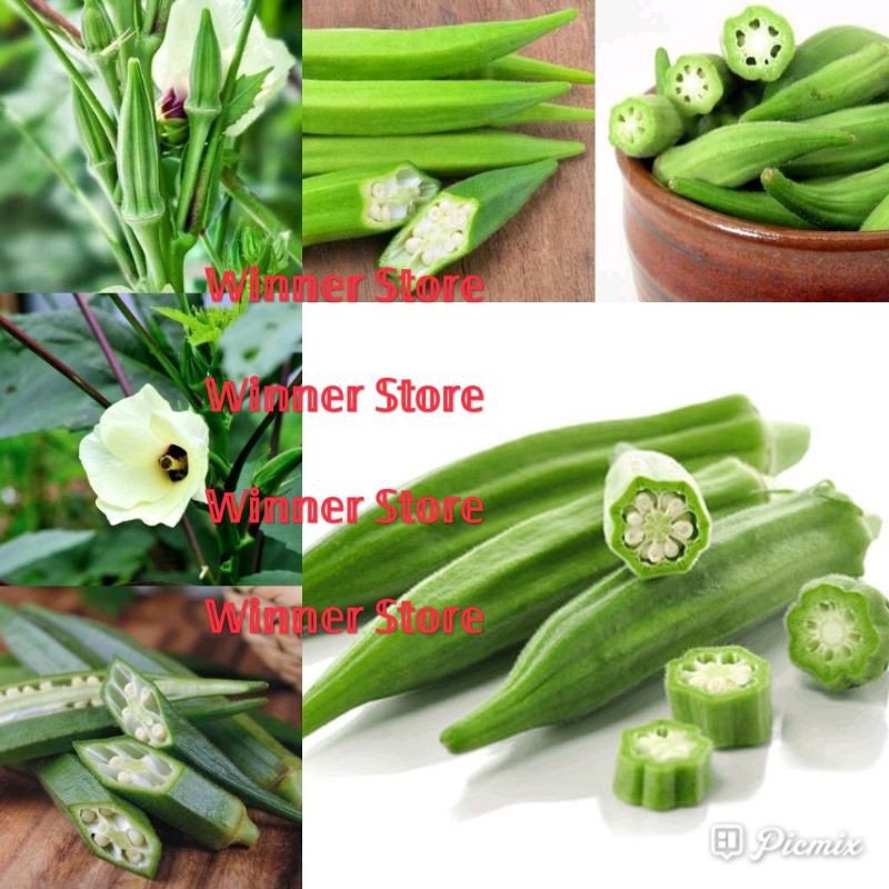 Okra Dalam Bahasa Jawa / Okra Dalam Bahasa Jawa Sentra produksi
