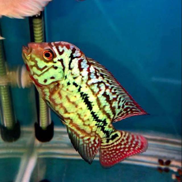 Free Gambar Jual Produk Terlaris Ikan Louhan Kamfa Murah Dan Terlengkap Terupdate by Lampunghits.com