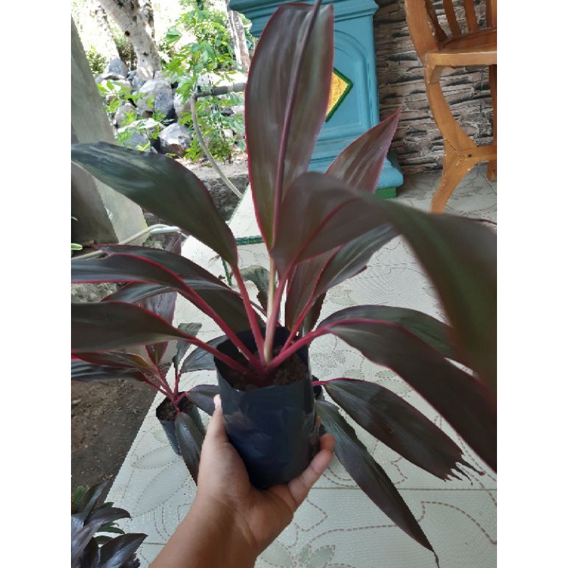 tanaman hias pohon hanjuang Cordyline Fruticosa | Shopee Indonesia