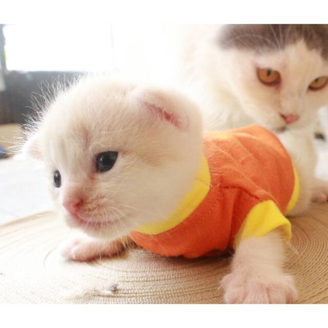 Dapatkan Gambar Garfi2 The Purrington Post Terbaru by www.lampunghits.com