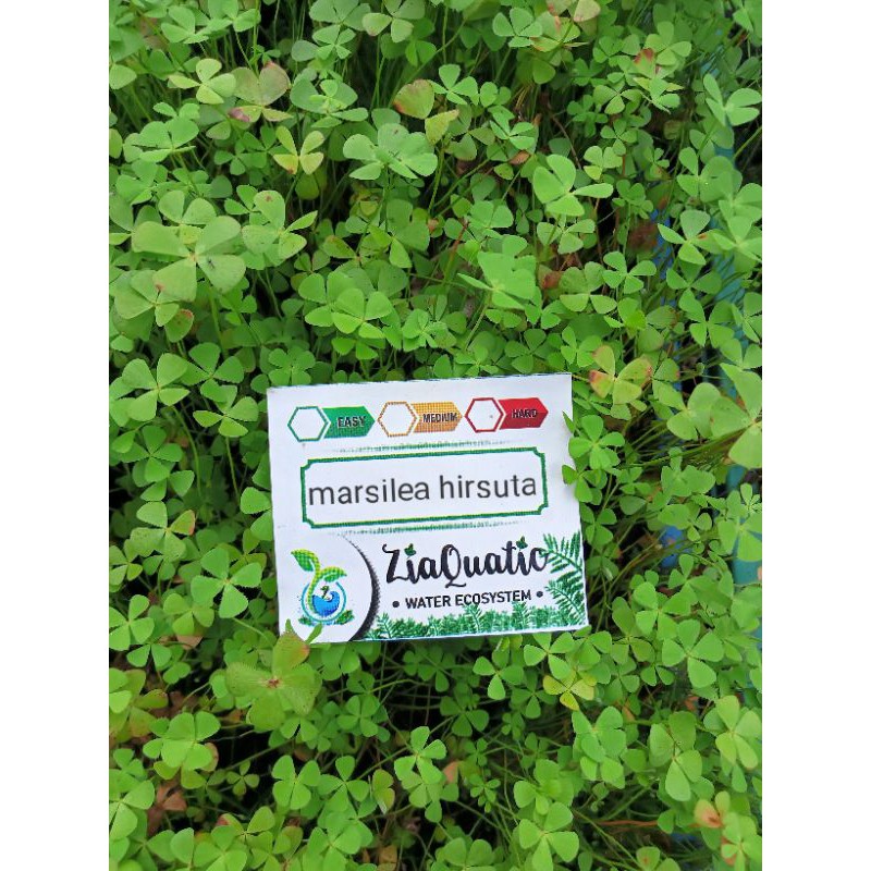 Tanaman Aquascape stemplant Marsilea hirsuta | Shopee Indonesia
