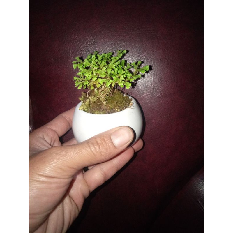 Kalian juga mampu meletakkan tumbuhan di ruangan ini pada kamar tidur, lho. Tanaman Hias Mini Indoor Pot Keramik Shopee Indonesia