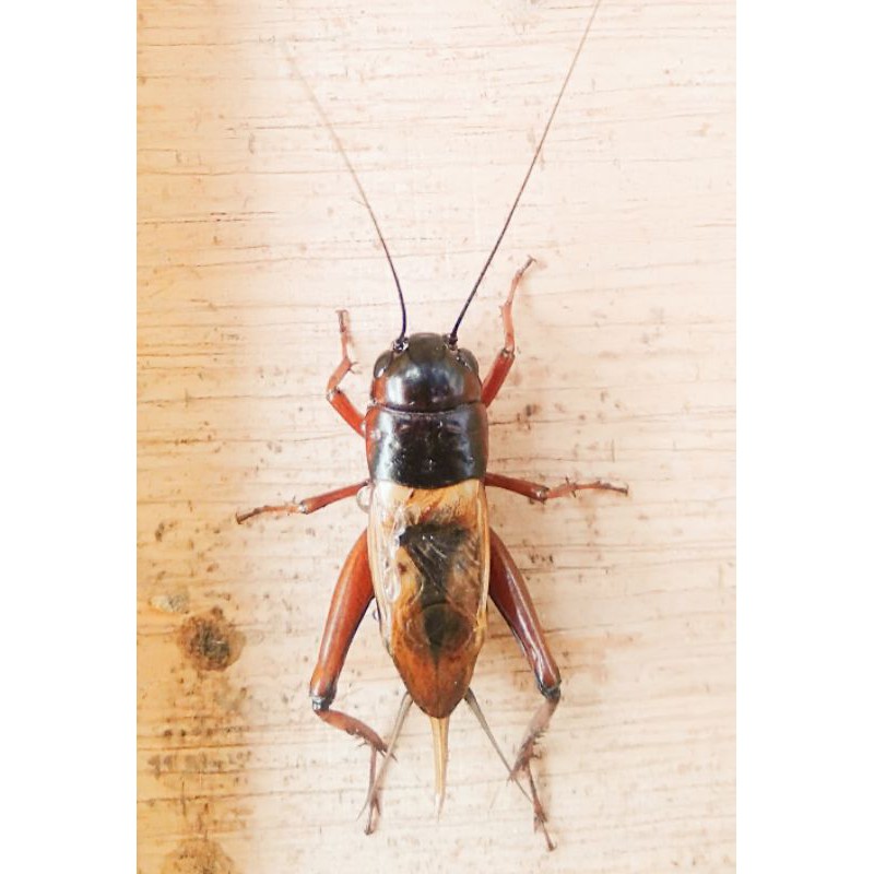 jangkrik kalung aduan | Shopee Indonesia