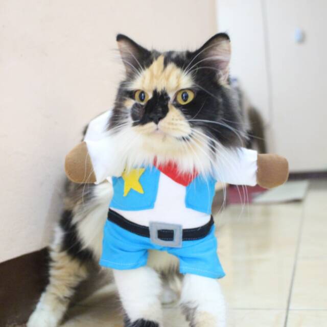 Unduh Gratis Gambar Nama Nama Kucing Biar Lucunya Nggak Udah Udah Paragram Id Terupdate by www.lampunghits.com