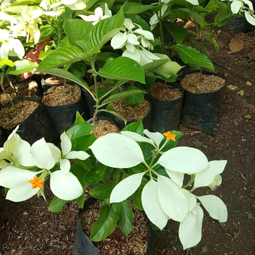 Gratis Download Gambar Jual Pohon Bunga Nusa Indah Konstruksi Dan Taman 764438121 Terupdate by Lampunghits.com
