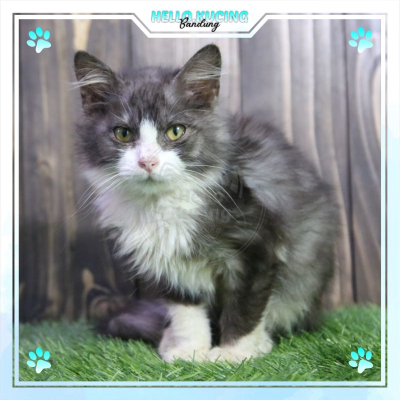 Harga Kucing Persia Abu Abu Putih Terbaik - Juli 2021 | Shopee Indonesia