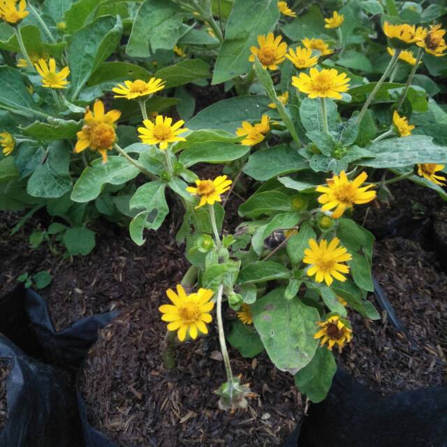 Dapatkan Gambar 4 Tahap Mudah Menanam Bunga Matahari Dari Biji Pak Tani Digital Terkeren by Lampunghits.com