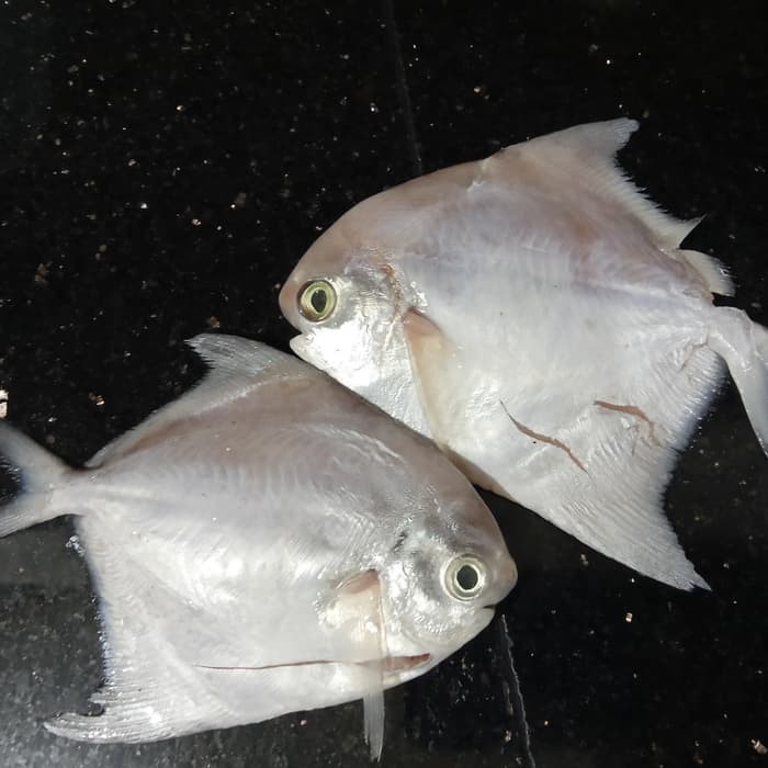 Beli ikan bawal putih terdekat & berkualitas harga murah 2022 terbaru di tokopedia! Jual Ikan Bawal Putih Baby Mini Shopee Indonesia