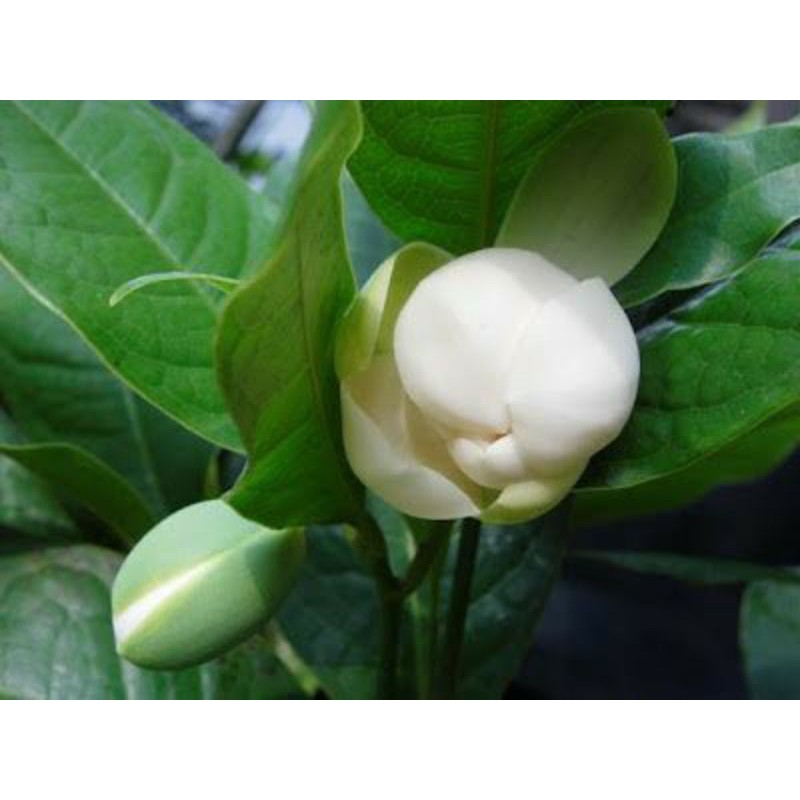 Gambar bunga cempaka, sketsa bunga tulip,. Bungacempaka Harga Terbaik September 2021 Shopee Indonesia