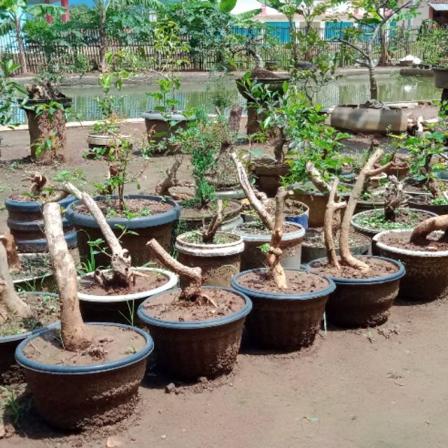 Pohon ini mirip ileng ileng mangsian atau tapal besi yang sering dijadikan bahan bonsai youtube. Bahan Bonsai Tapal Besi Jenis Ileng Ileng Liar Shopee Indonesia