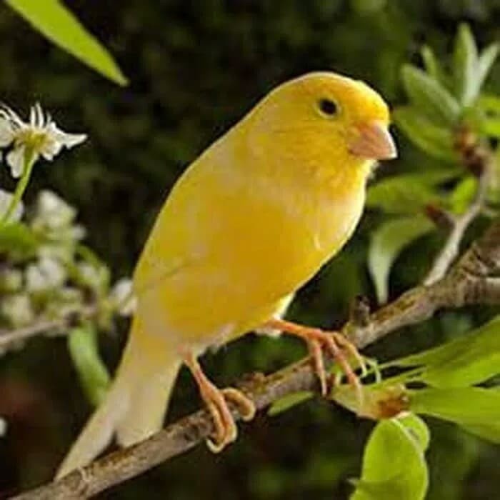 Jual Burung Kenari Kuning Jantan Garansi Indonesia|Shopee Indonesia 700_X_700_jpg