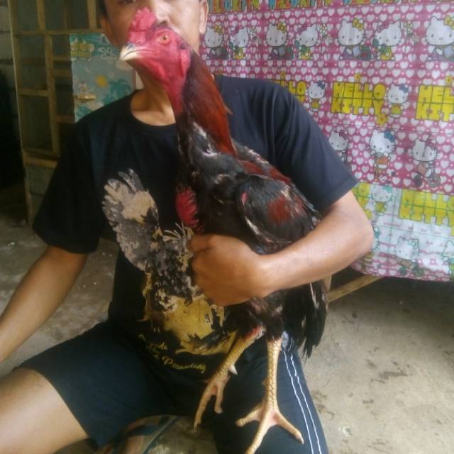 Yuk, cari tahu cara mengatasi anak makan diemut! Obat Luka Shopee Indonesia