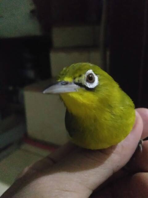 Jual Pleci Kacamata Dakun Indonesia|Shopee Indonesia 640_x_480_jpg