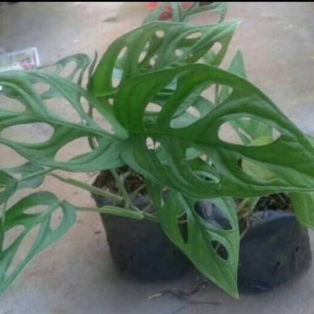 Ini adansonii variegata kenzo, itu bahasa latinnya, kalau bahasa kitanya janda bolong. New Pohon Janda Bolong Tanaman Hias Janda Bolong Shopee Indonesia