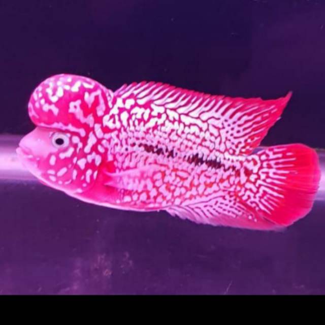 Gratis Download Gambar Gratis Terbaru Ikan Louhan Harga Tahun 2020 Jenis Dan Cara Merawatnya Terupdate by Lampunghits.com