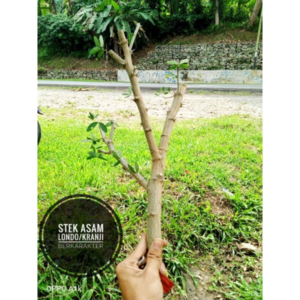 %80 indirimli üst giyim markaları dolap.com'da. Harga Asem Londo Terbaru Juli 2021 Biggo Indonesia