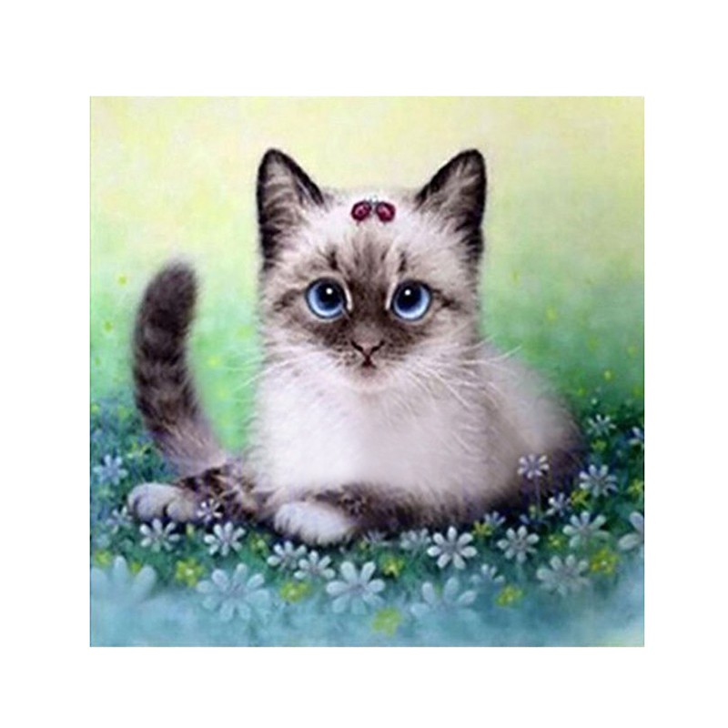 Download Gratis Gambar Daftar Harga Kucing British Hari Ini Februari 2020 Terbaru Terupdate oleh Lampung Hits