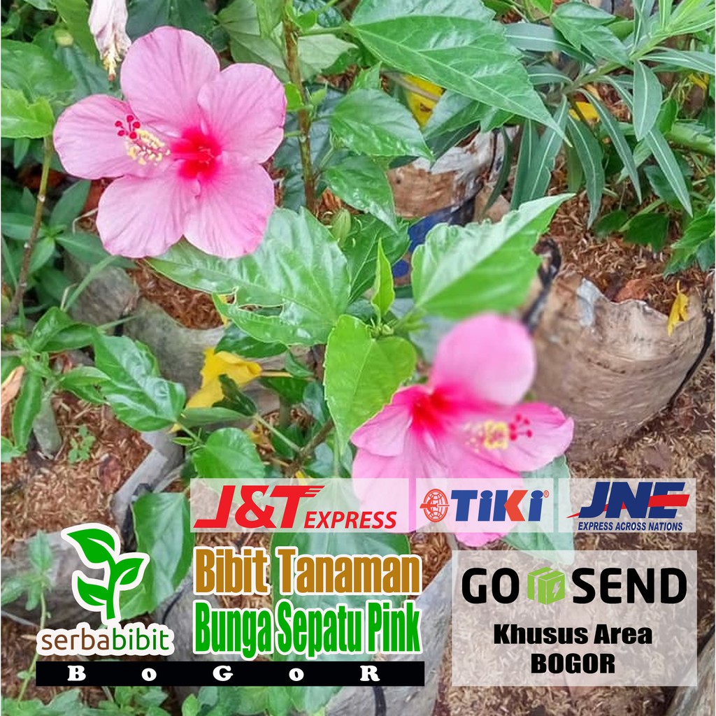 Dapatkan Gambar Jual Tanaman Bunga Kembang Sepatu Putih Di Lapak Tisani Shop Terkeren by Lampunghits.com