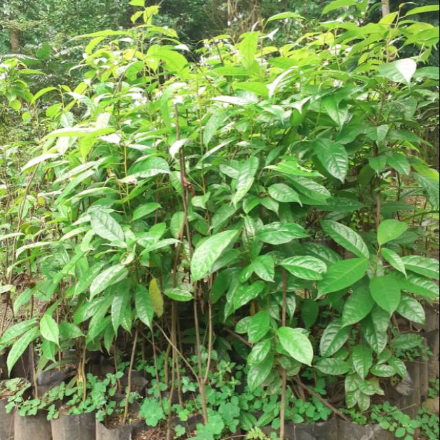 Bibit Pohon Kayu Rasamala - Bibit Rasamala - Altingia excelsa | Shopee  Indonesia