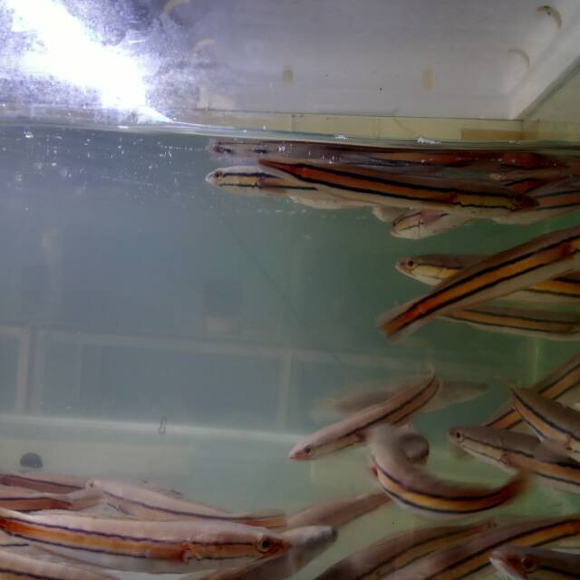 Gratis Download Gambar Tips Dan Trik Memancing Ikan Toman Gabus Outletmancing Terkeren oleh Lampunghits.com