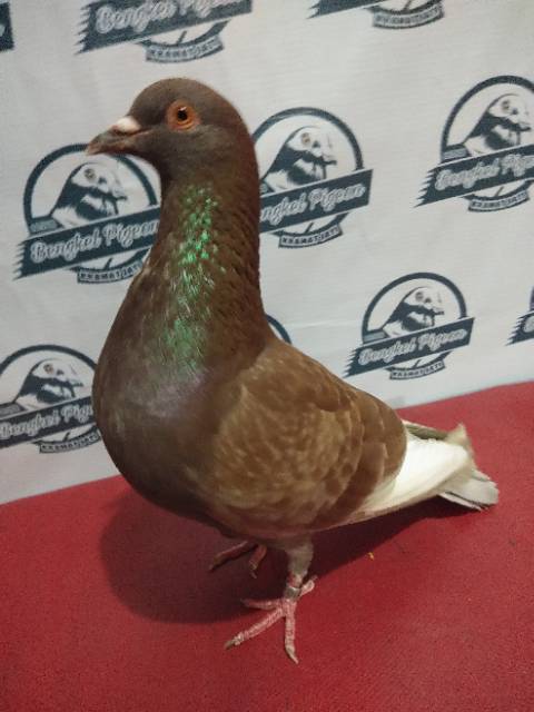 Jual Sepasang Burung Merpati Dara Prospek Kolongan Tinggian Giring Tritis Blorok Blantong Kelabu Coklat. Indonesia|Shopee Indonesia 640_X_480_jpg