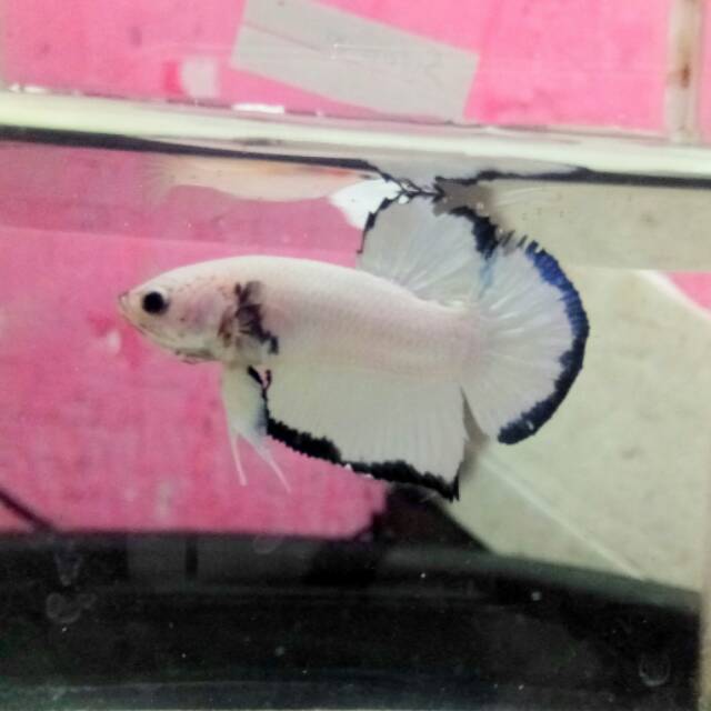 Unduh Gratis Gambar Ikan Cupang Plakat Marbel Line Blue Rim 1pair Size M Full Josshh Terkeren oleh Lampunghits.com