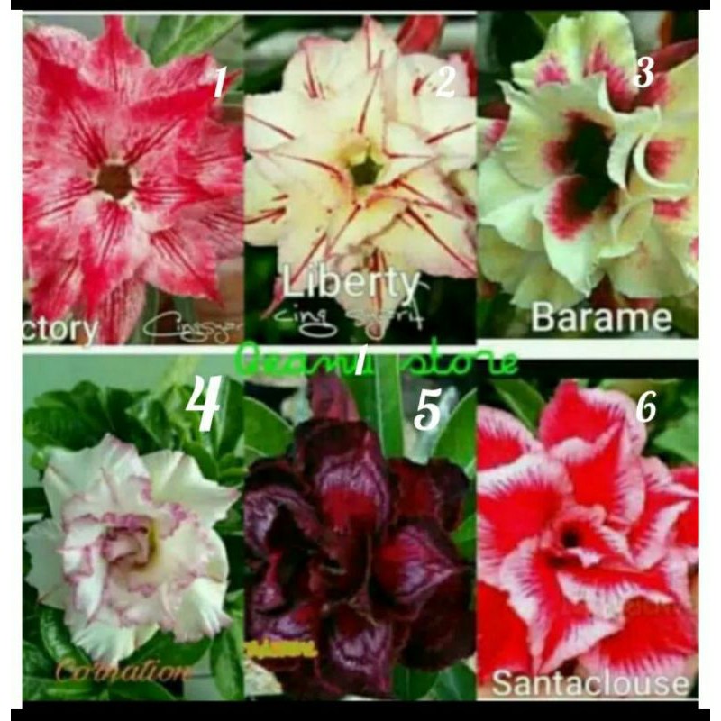 PAKET MURAH 6 TANAMAN ADENIUM KAMBOJA / BUNGA ADENIUM KAMBOJA JEPANG BUNGA  BANYAK | Shopee Indonesia