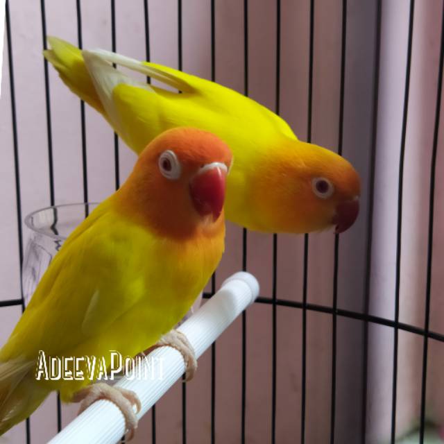 Jual Burung Lovebird | Lakbet Lutino Mm | Mata Merah Sepasang Remaja / Dewasa Indonesia|Shopee Indonesia 640_X_640_jpg