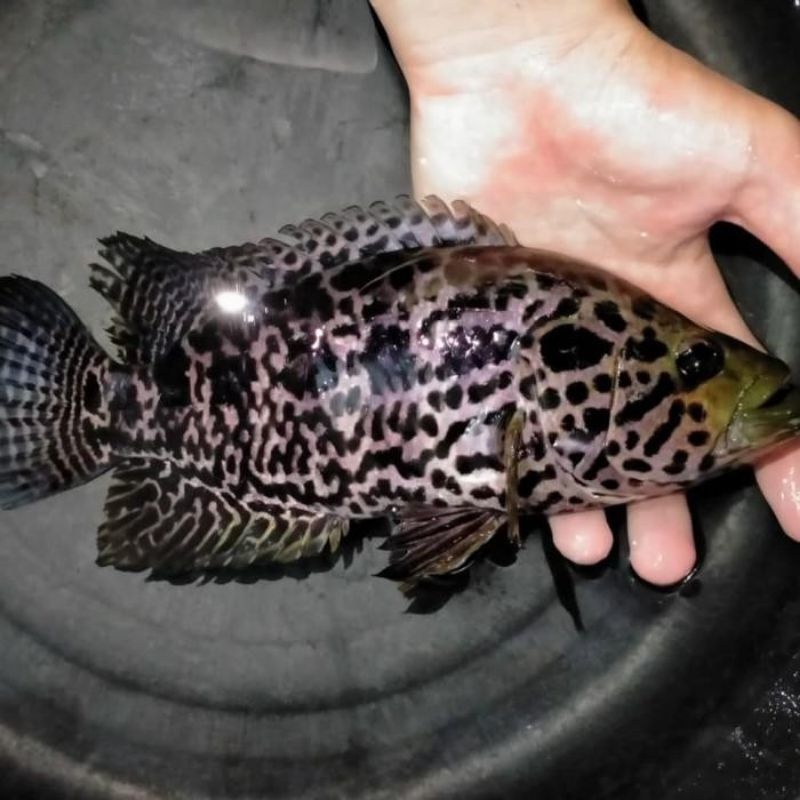 Harga Kerapu Tawar Terbaru Oktober 2021 | BigGo Indonesia