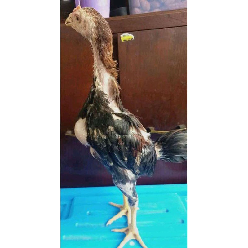 Peminat dari ayam jenis ini cukup besar. Anak Ayam Pama Usia 2 3bulan Harga Perekor 3jam Tiba Dirumah Shopee Indonesia