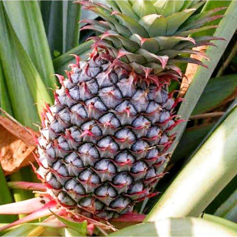Menurut sebuah studi yang dipublikasikan . Jual Nanas Muda Pelancar Haid Ananas Bracteatus Obat Herbal Perbuah Indonesia Shopee Indonesia