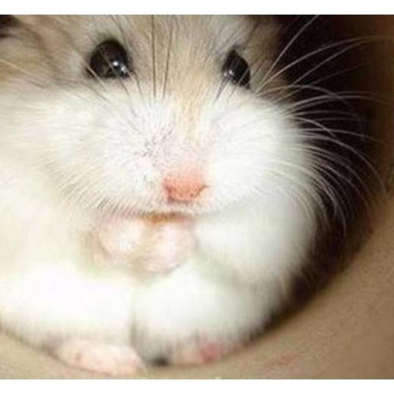 Hamster menggigit dan cenderung melakukannya lebih sering ketimbang hewan pengerat peliharaan lainnya. Jual Hamster Campbell Winter White Hybrid Golden Argente Indonesia Shopee Indonesia