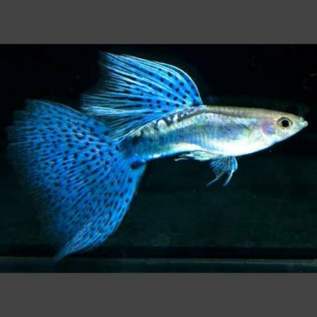 Guppy blue grass pasangan - Ikan hias | Shopee Indonesia