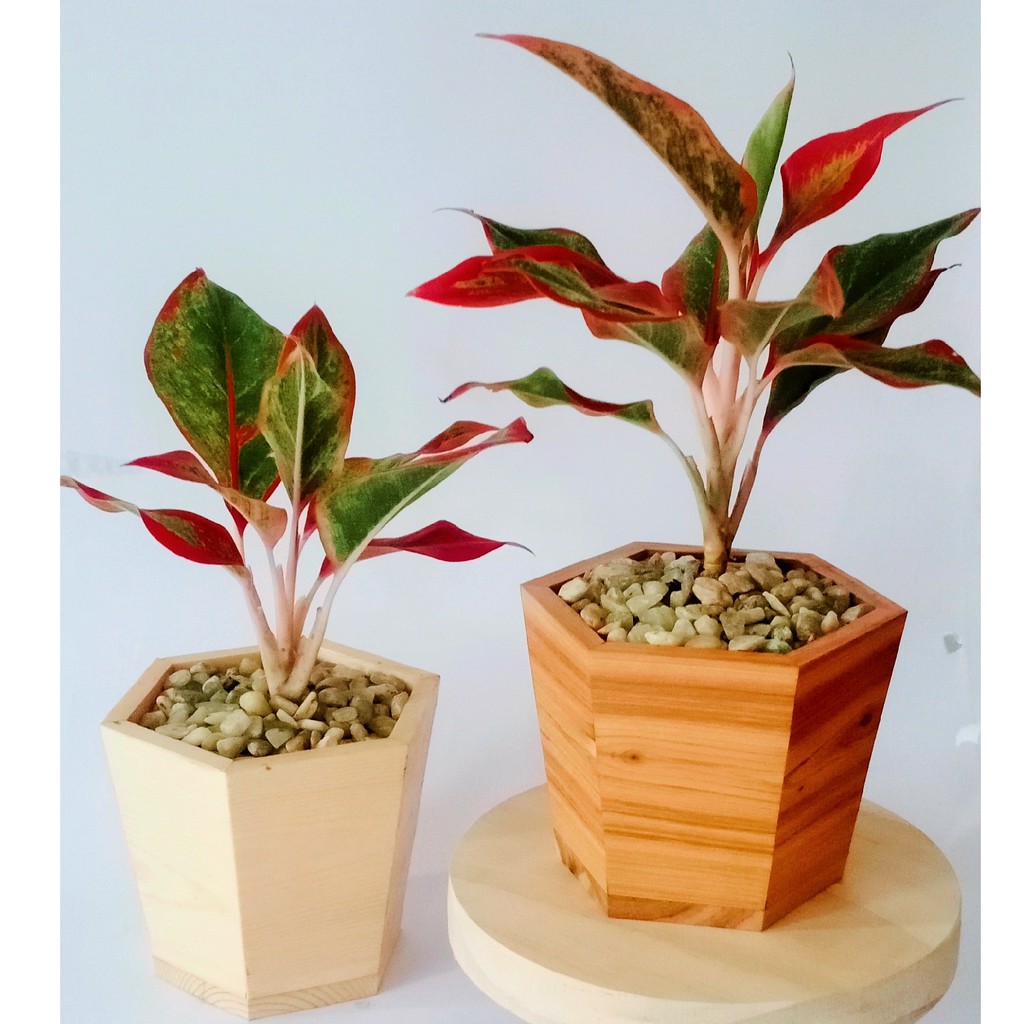20x20cm kotak seserahan kayu murah unik vintage jati belanda box kayu. pot kayu sedang | Shopee Indonesia