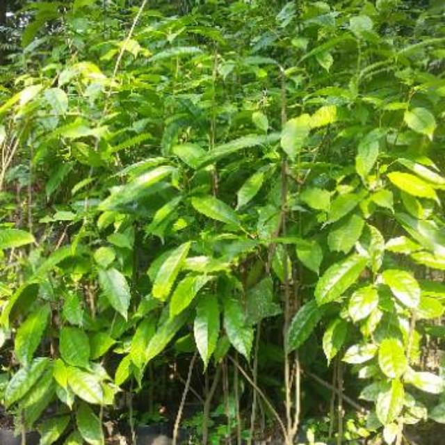 Bibit Pohon Rasamala | Shopee Indonesia