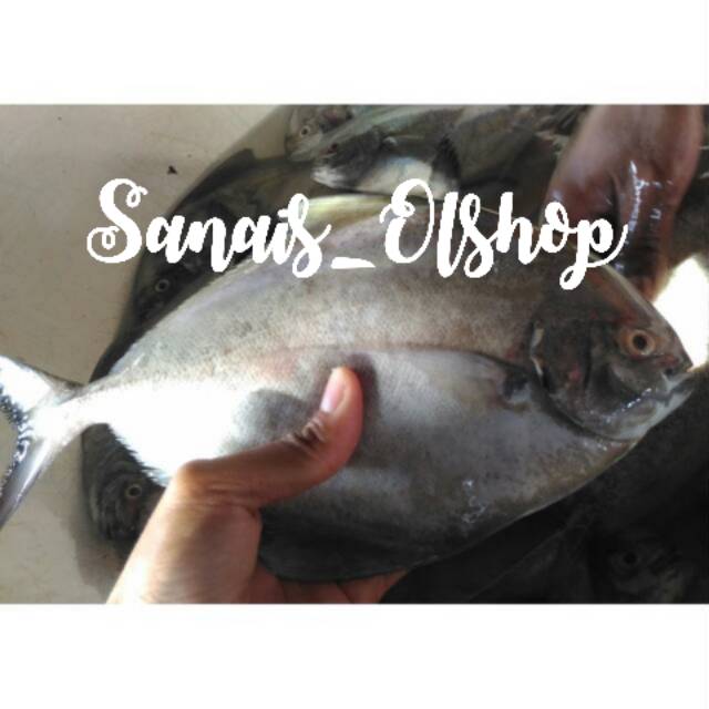 Jual ikan bawal hitam laut segar per kg