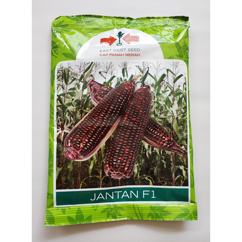 Benih Biji Jagung Ungu Jantan F1 Pack - 250 Gram - Panah Merah | Shopee  Indonesia