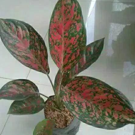 GROSIR (( BARANG HANGAT)) Aglonema cantik bunga aglonema red Venus Promoー |  Shopee Indonesia